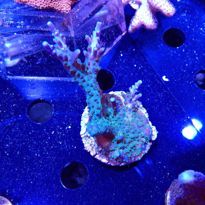 Acropora sp. Acropora sp.