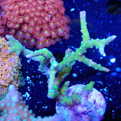 Anacropora BR Green Goblin Anacropora BR Green Goblin
