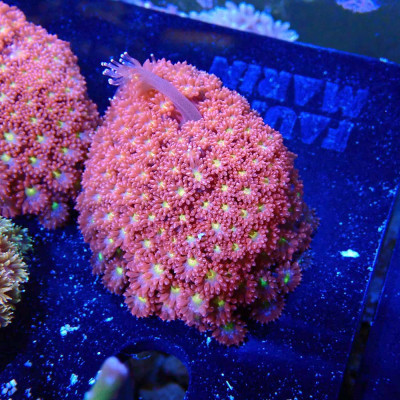 Bernardpora sp.- Corail en WYSIWYG Bernardpora sp.- Corail en WYSIWYG