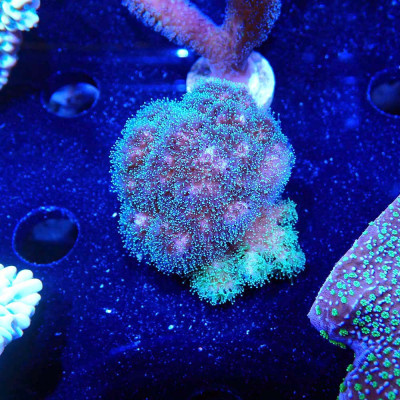 Pocillopora damicornis