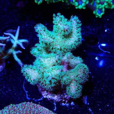 Pocillopora damicornis rose polypes verts à petit prix chez Recif'All