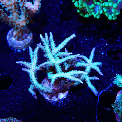 Seriatopora hystrix Seriatopora hystrix