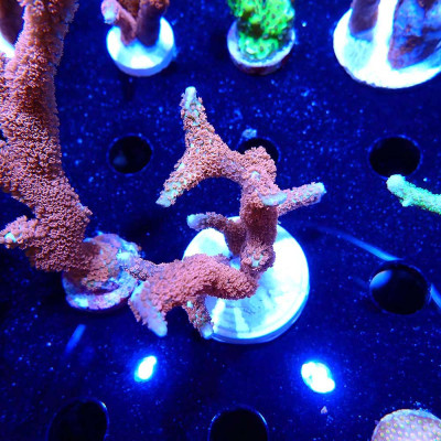 Montipora digitata
