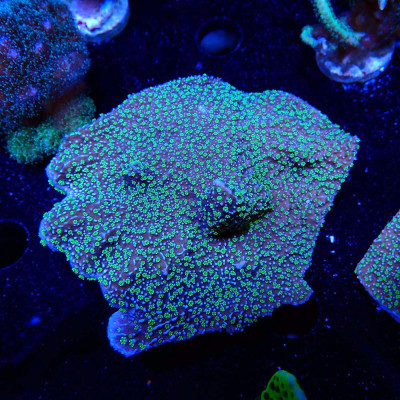 Montipora hispida Hulk