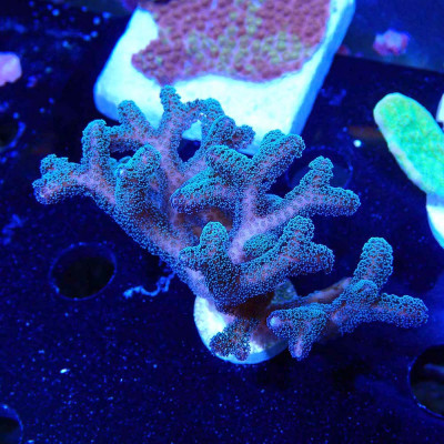 Seriatopora sp.