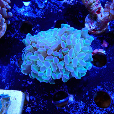 Euphyllia- Coraux d'élevage en WYSIWYG