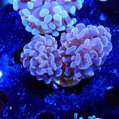 Euphyllia paraancora Euphyllia paraancora