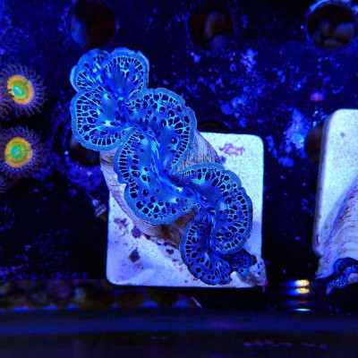 Tridacna maxima 5-6 cm- Bénitier