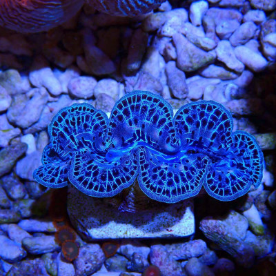 Tridacna maxima - Riesenmuschel Tridacna maxima - Riesenmuschel