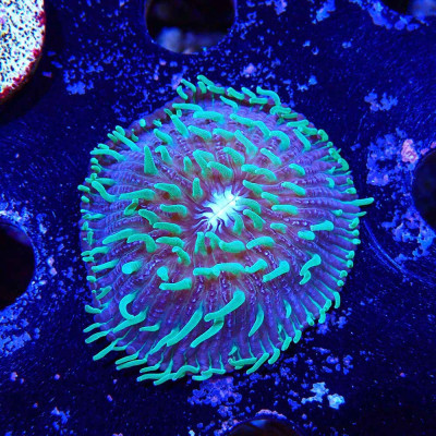 Cycloseris Fluo Grün Polypen / Violett
