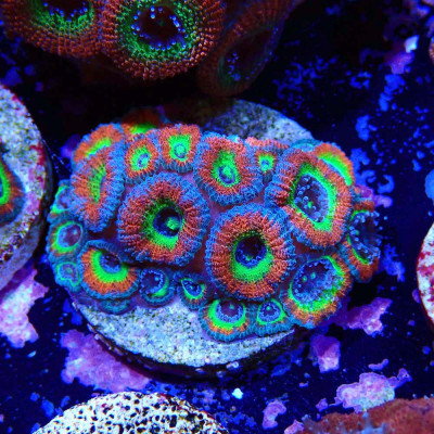 Micromussa Holy Grail- Corail en WYSIWYG