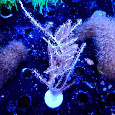 Pinnigorgia sp.