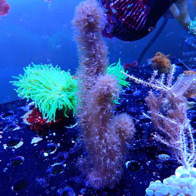 Plexaurella sp.
