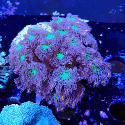 Clavularia Papaya