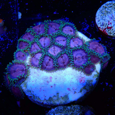 Zoanthus Ultra En WYSIWYG chez Récif'All