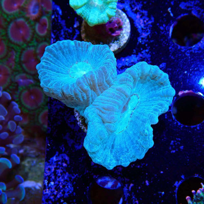 Caulastrea furcata- Corail en VPC Caulastrea furcata- Corail en VPC