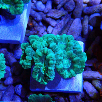 Caulastrea furcata