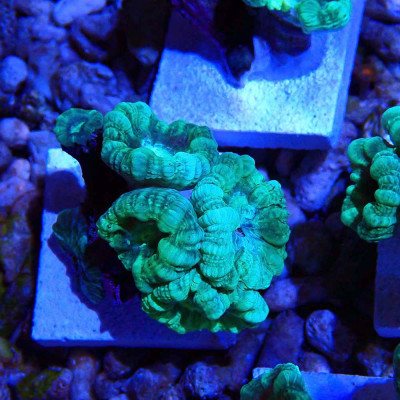 Caulastrea furcata Caulastrea furcata