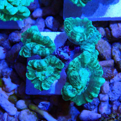 Caulastrea- Corail en WYSIWYG