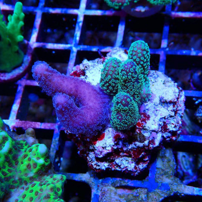 Stylophora pistillata