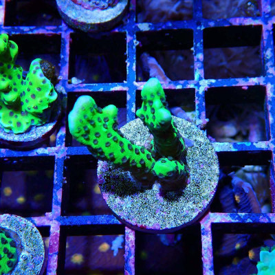 Montipora digitata CB Incredible Hulk