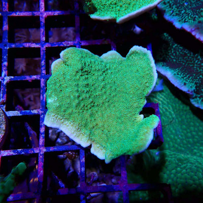 Montipora foliosa rouge Montipora foliosa rouge