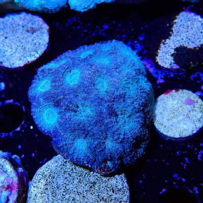 Acanthastrea- Koralle in WYSIWYG