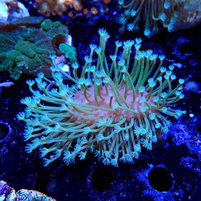 Sarcophyton – WYSIWYG-Züchterkorallen Sarcophyton – WYSIWYG-Züchterkorallen