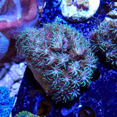 Galaxea fascicularis Galaxea fascicularis