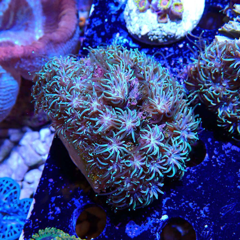 Galaxea fascicularis
