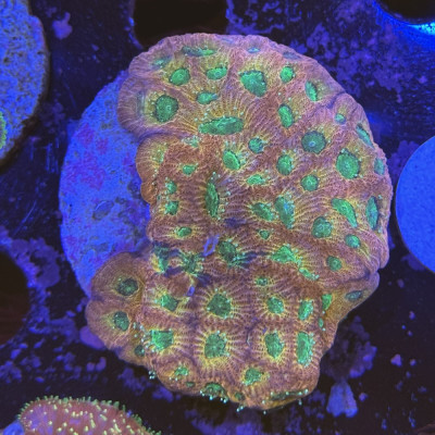 Favites pentagona JF Day-Glo