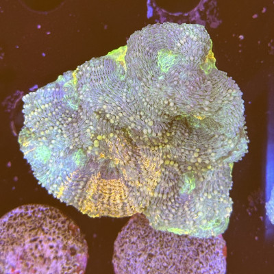 Acanthastrea echinata- Corail en WYSIWYG