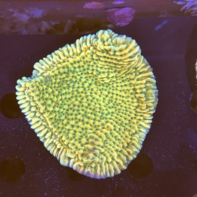 Montipora sp. JF Beach Bum