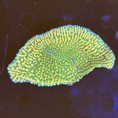 Montipora sp. JF Beach Bum