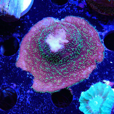 Pavona sp.