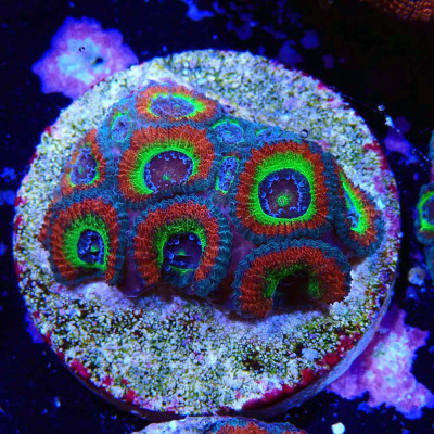 Micromussa Holy Grail- Corail en WYSIWYG Micromussa Holy Grail- Corail en WYSIWYG