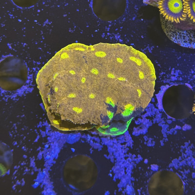 Echinophyllia sp. Rainbow Crush Chalice