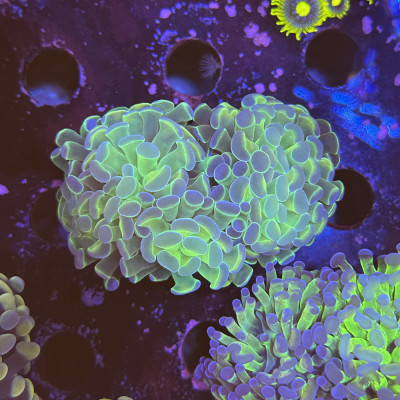 Euphyllia – WYSIWYG-gezüchtete Korallen