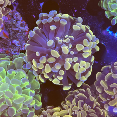 Euphyllia paraancora
