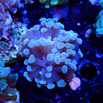Euphyllia paraancora Euphyllia paraancora