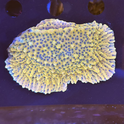 Montipora spec.- Crazy-T