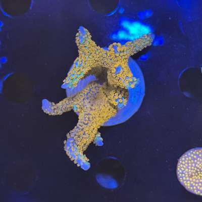 Montipora digitata