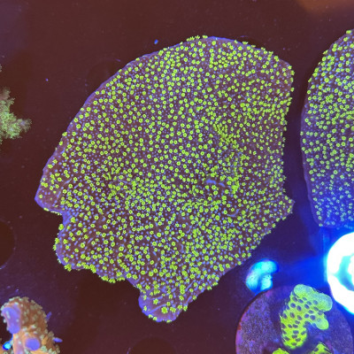 Montipora hispida Hulk Montipora hispida Hulk