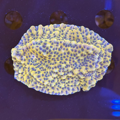 Montipora spec.- Crazy-T