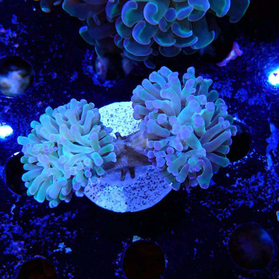 Euphyllia paraancora- Koralle in WYSIWYG