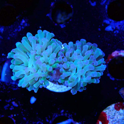 Euphyllia paraancora - Koralle per Versandhandel in der ganzen Schweiz