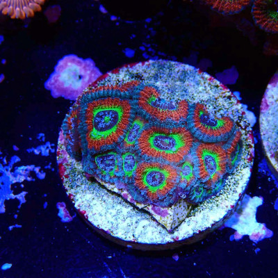 Micromussa Holy Grail- Corail en WYSIWYG