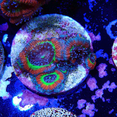 Micromussa Holy Grail- Corail en WYSIWYG Micromussa Holy Grail- Corail en WYSIWYG