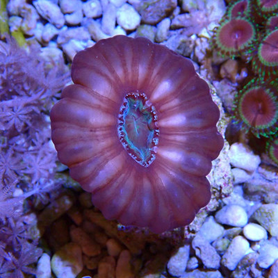 Cynarina lacrymalis Cynarina lacrymalis