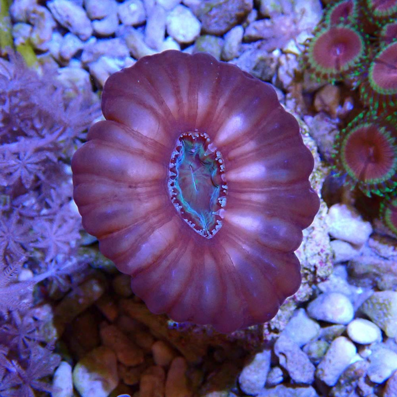 Cynarina lacrymalis